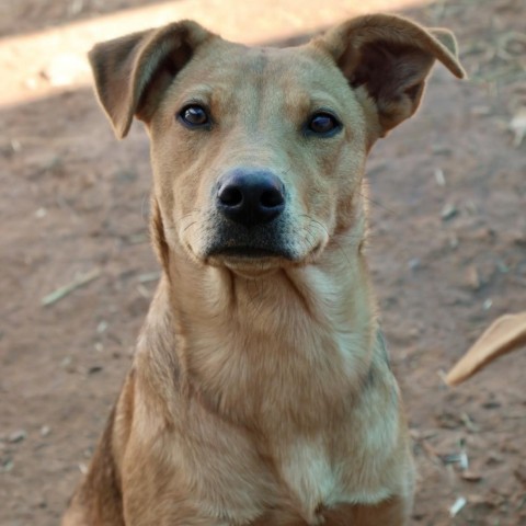 O'Keefe, an adoptable Mixed Breed in Moab, UT, 84532 | Photo Image 2