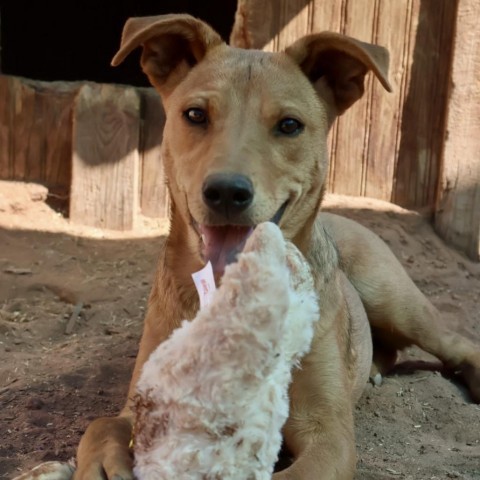 O'Keefe, an adoptable Mixed Breed in Moab, UT, 84532 | Photo Image 3