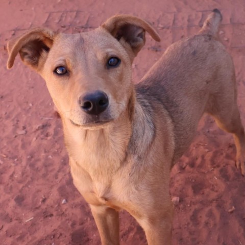 O'Keefe, an adoptable Mixed Breed in Moab, UT, 84532 | Photo Image 4