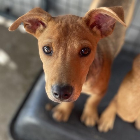 O'Keefe, an adoptable Mixed Breed in Moab, UT, 84532 | Photo Image 5