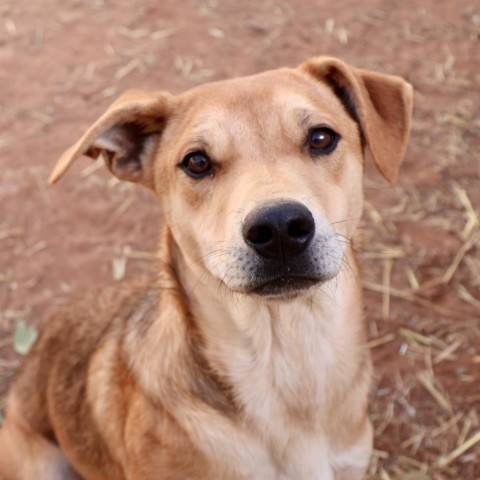 Pollock, an adoptable Mixed Breed in Moab, UT, 84532 | Photo Image 1