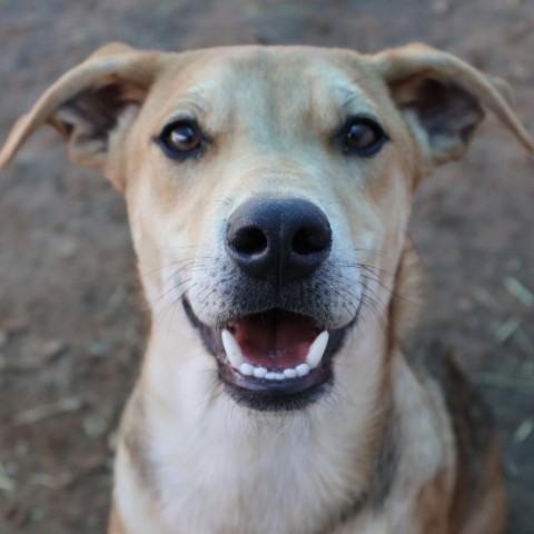 Pollock, an adoptable Mixed Breed in Moab, UT, 84532 | Photo Image 2