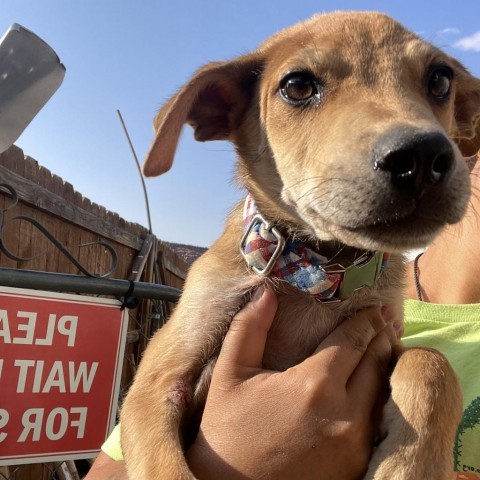 Pollock, an adoptable Mixed Breed in Moab, UT, 84532 | Photo Image 3