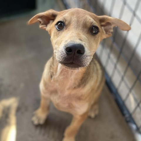 Pollock, an adoptable Mixed Breed in Moab, UT, 84532 | Photo Image 4