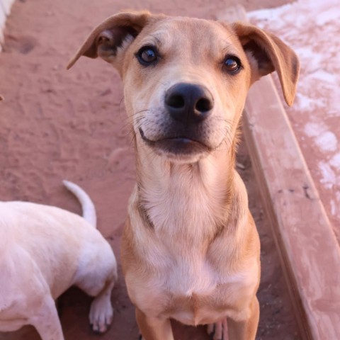 Pollock, an adoptable Mixed Breed in Moab, UT, 84532 | Photo Image 5