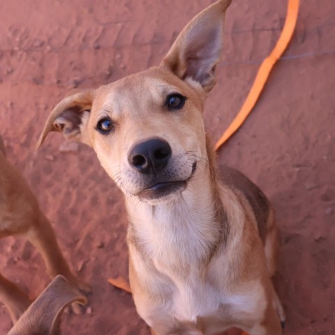 Pollock, an adoptable Mixed Breed in Moab, UT, 84532 | Photo Image 5