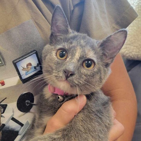 Butterscotch, an adoptable Domestic Short Hair in Tuscaloosa, AL, 35401 | Photo Image 1