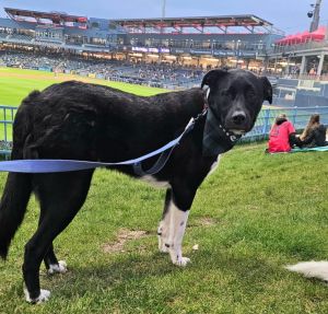 BENNY LUVS BASEBALL, Adult Male Labrador Retriever