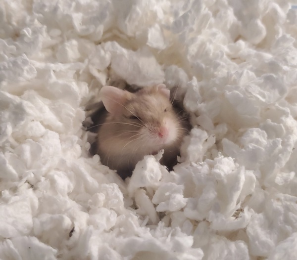 Hamster for adoption Peridot, a Hamster Mix in Oceanside, CA Petfinder