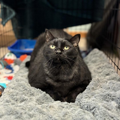 Blackberry--In Foster, an adoptable Domestic Short Hair in Fargo, ND, 58102 | Photo Image 1