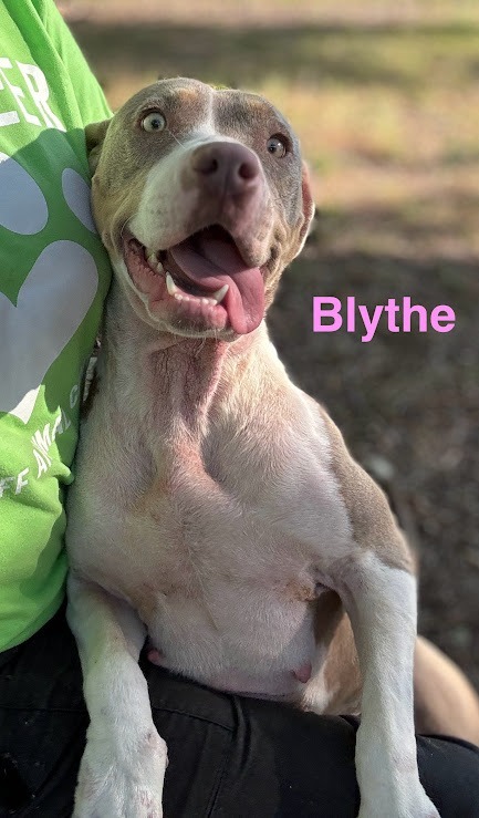 Blythe 6