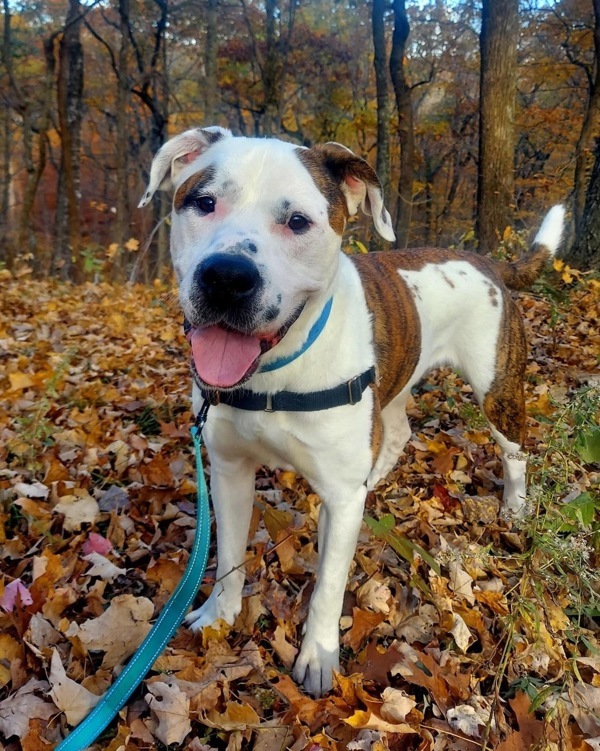 Winchester, an adoptable American Bulldog, Pit Bull Terrier in Sheboygan, WI, 53083 | Photo Image 1