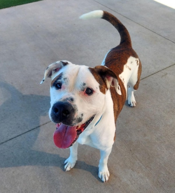 Winchester, an adoptable American Bulldog, Pit Bull Terrier in Sheboygan, WI, 53083 | Photo Image 2