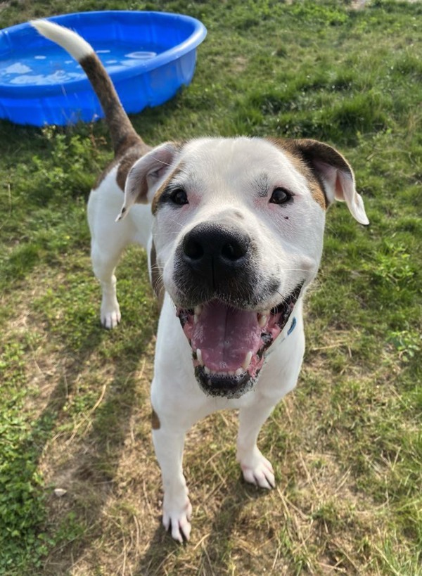 Winchester, an adoptable American Bulldog, Pit Bull Terrier in Sheboygan, WI, 53083 | Photo Image 3