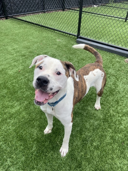 Winchester, an adoptable American Bulldog, Pit Bull Terrier in Sheboygan, WI, 53083 | Photo Image 4