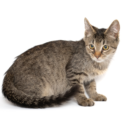 Jones, an adoptable Domestic Short Hair in Caldwell, ID, 83607 | Photo Image 1