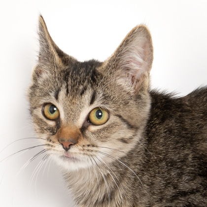 Jones, an adoptable Domestic Short Hair in Caldwell, ID, 83607 | Photo Image 2