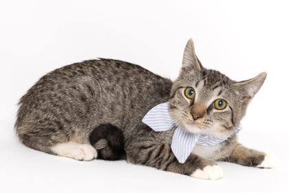 Freddy, an adoptable Domestic Short Hair in Caldwell, ID, 83607 | Photo Image 1