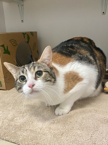 Sparkle, an adoptable Domestic Short Hair in Harbor Springs, MI, 49740 | Photo Image 1