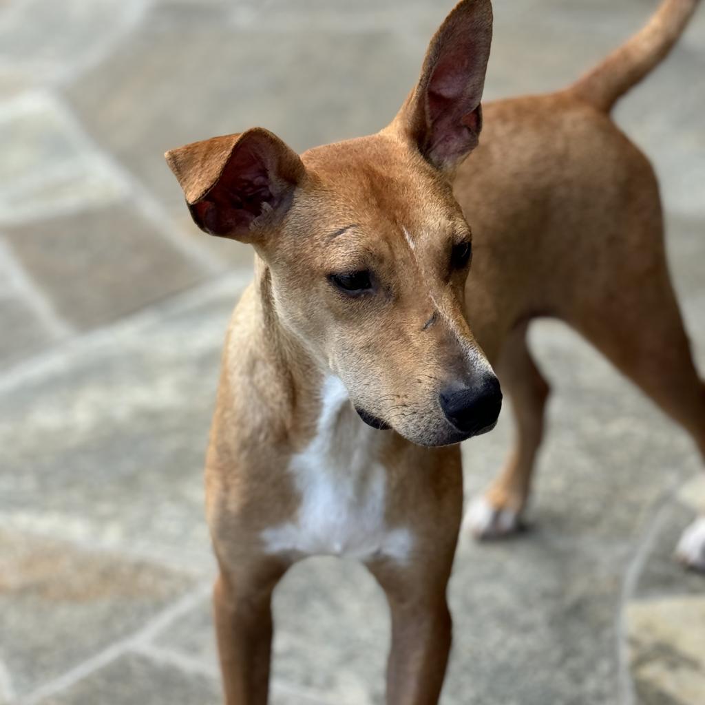 Wishbone, an adoptable Whippet in Keaau, HI, 96749 | Photo Image 1