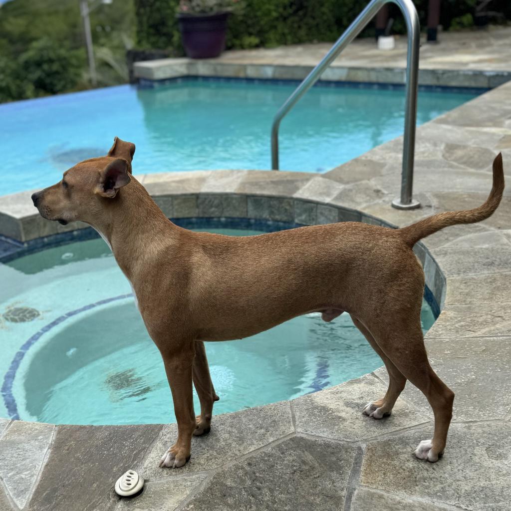 Wishbone, an adoptable Whippet in Keaau, HI, 96749 | Photo Image 2