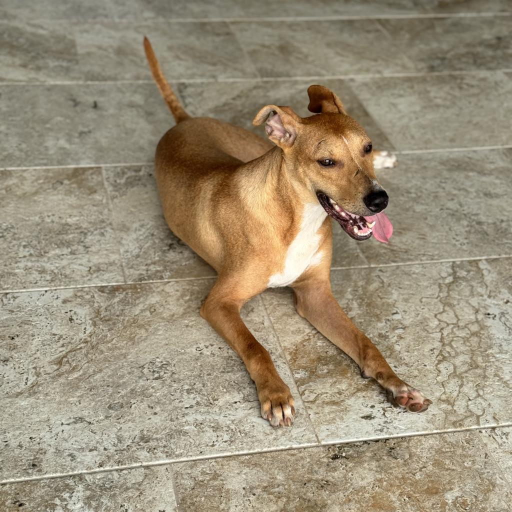 Wishbone, an adoptable Whippet in Keaau, HI, 96749 | Photo Image 3