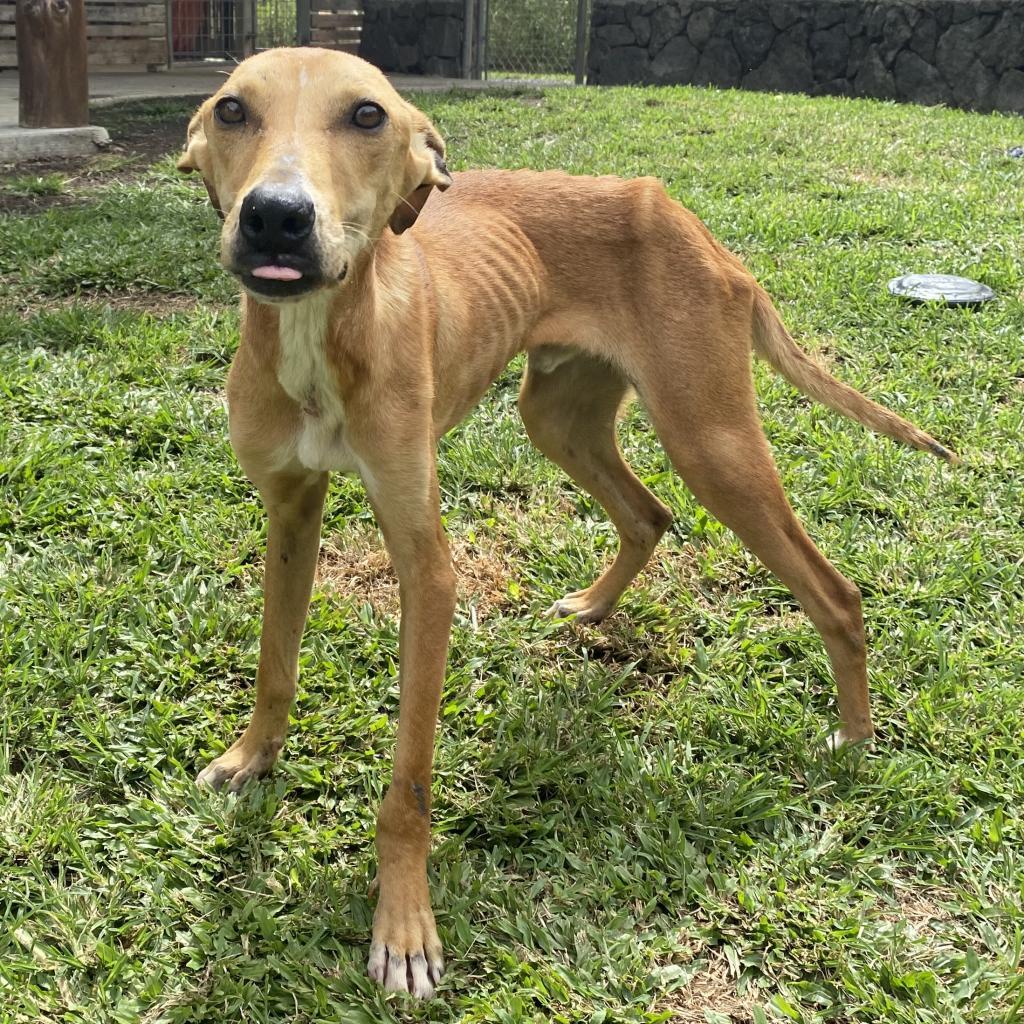 Wishbone, an adoptable Whippet in Keaau, HI, 96749 | Photo Image 4