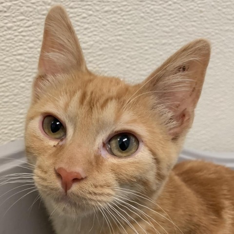 Orange Sorbet, an adoptable Domestic Short Hair in Fort Bragg, CA, 95437 | Photo Image 1