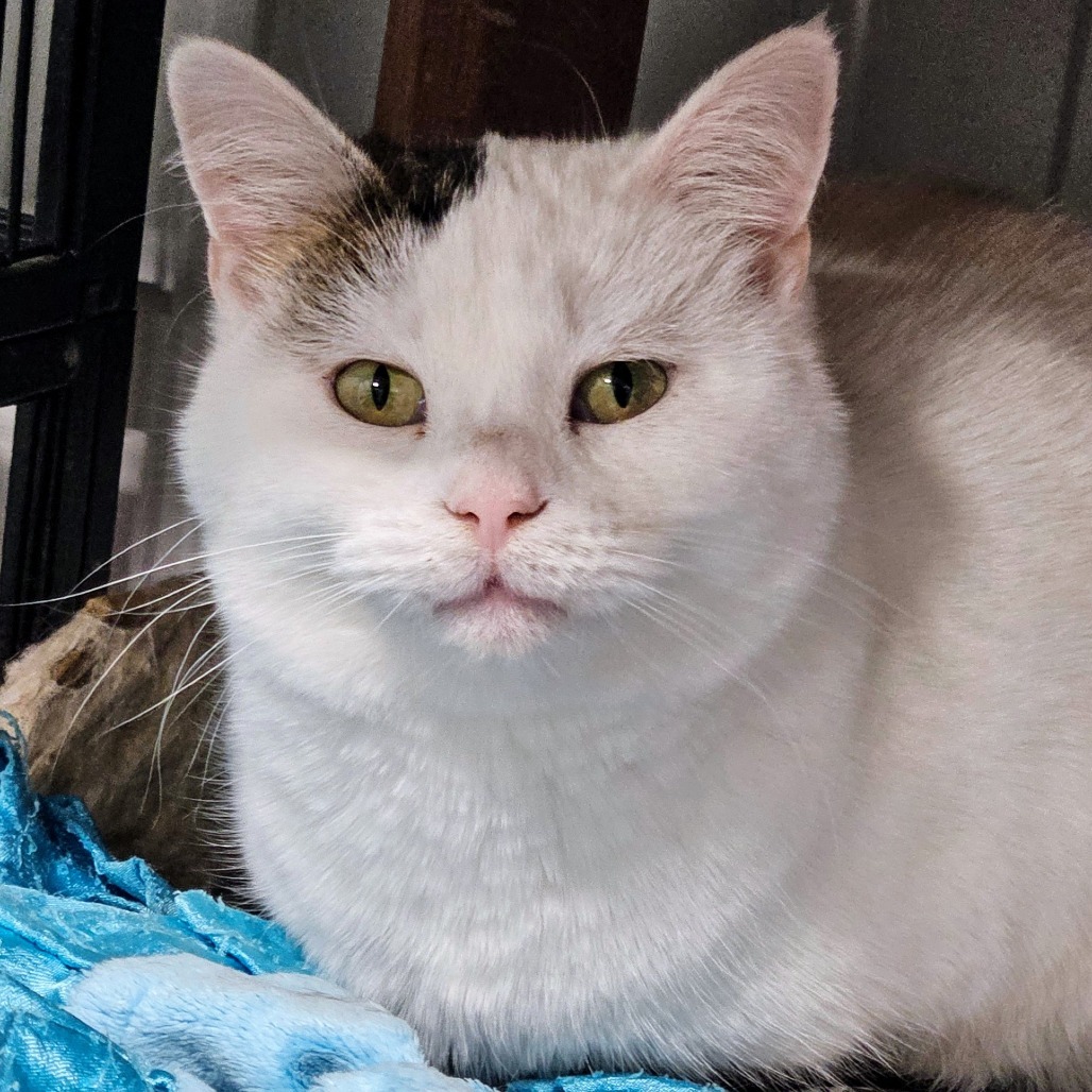 Bianca, an adoptable Domestic Short Hair in Sheridan, WY, 82801 | Photo Image 1