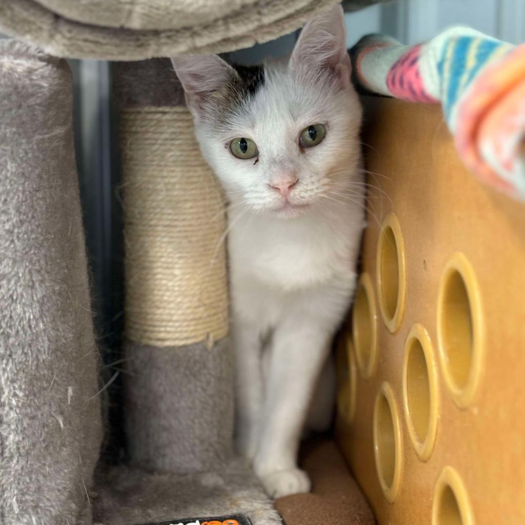 Bianca, an adoptable Domestic Short Hair in Sheridan, WY, 82801 | Photo Image 2