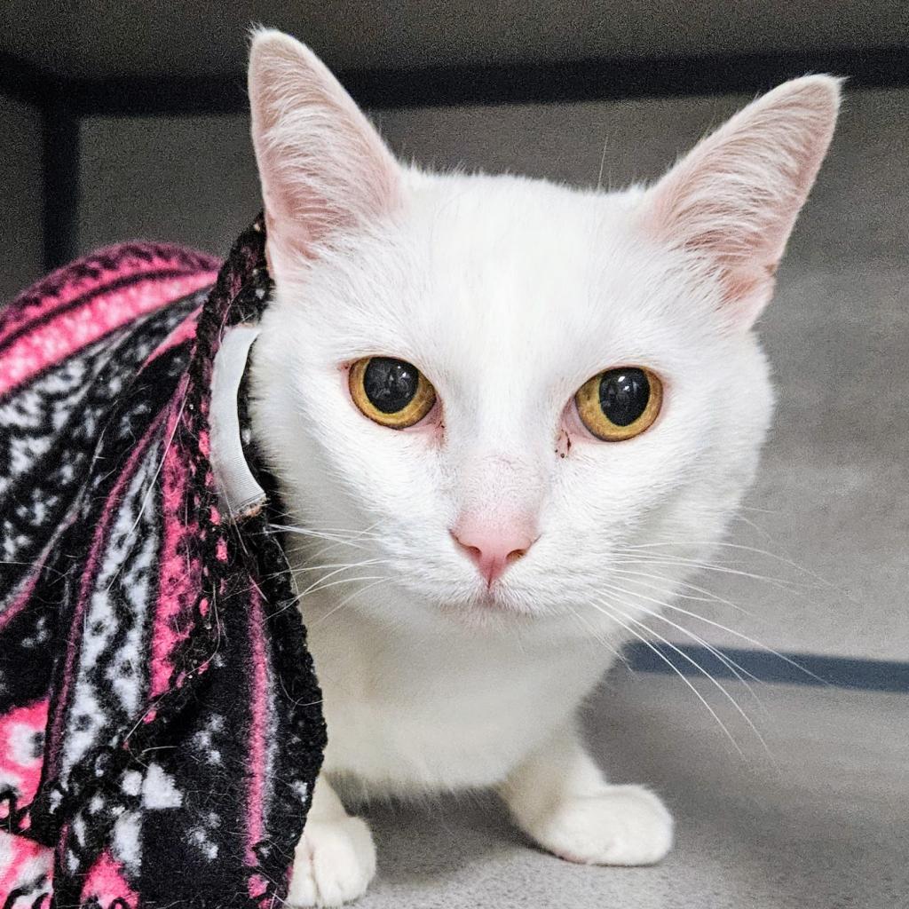Waldo, an adoptable Domestic Short Hair in Sheridan, WY, 82801 | Photo Image 1