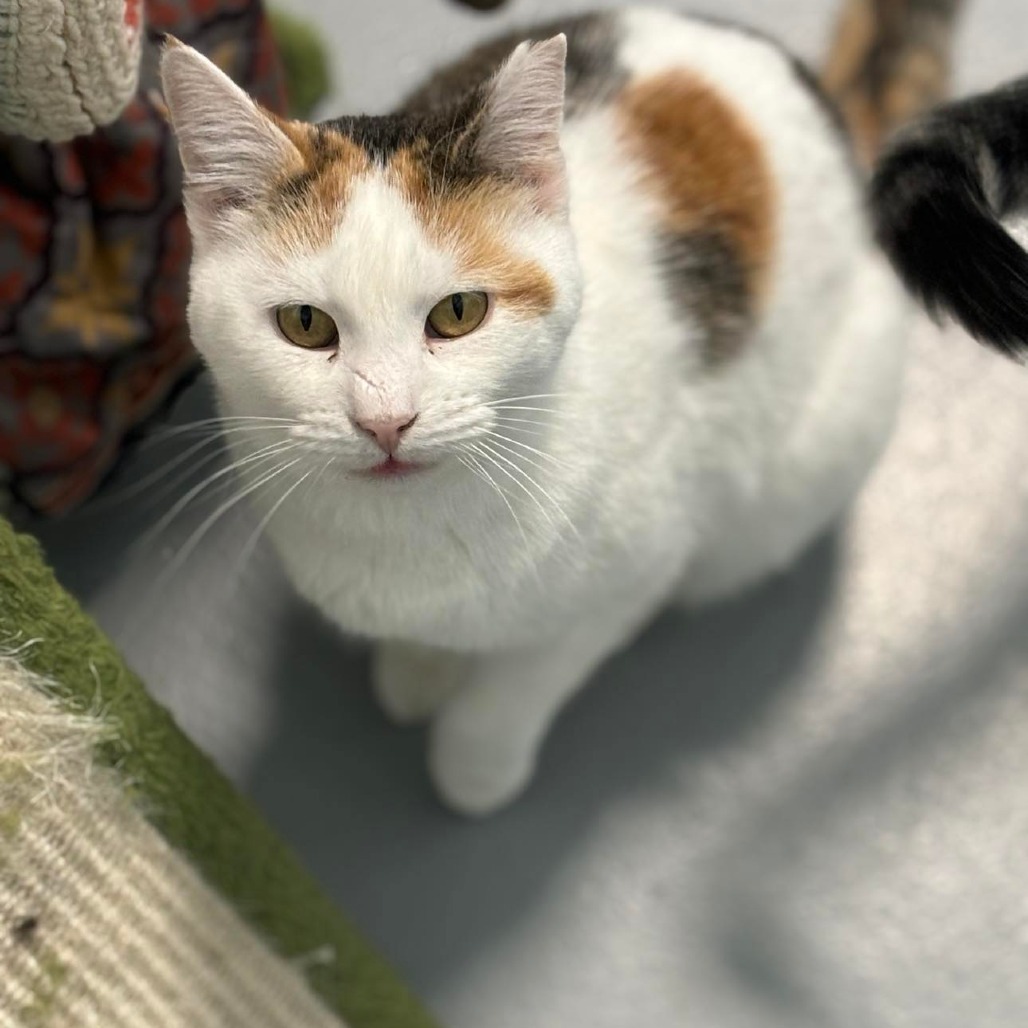 Betty, an adoptable Domestic Short Hair in Sheridan, WY, 82801 | Photo Image 1