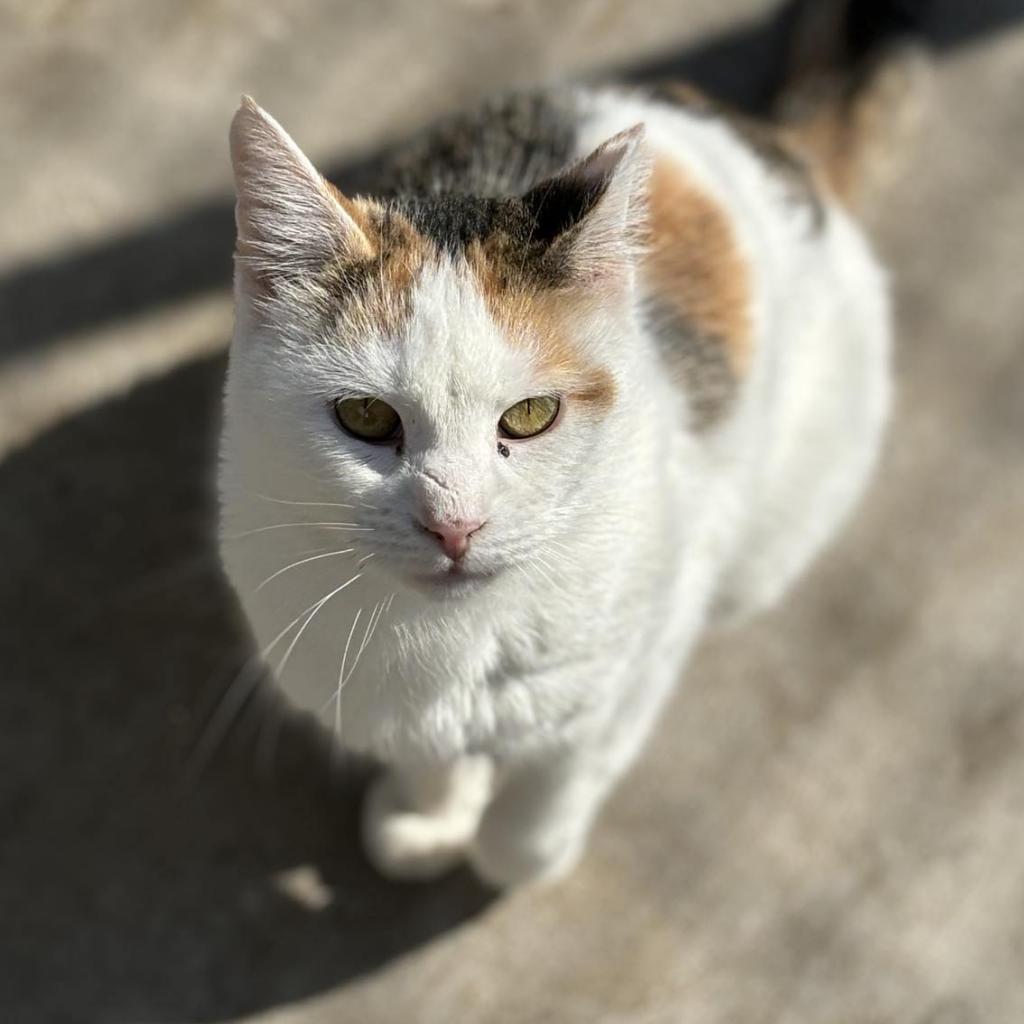 Betty, an adoptable Domestic Short Hair in Sheridan, WY, 82801 | Photo Image 2