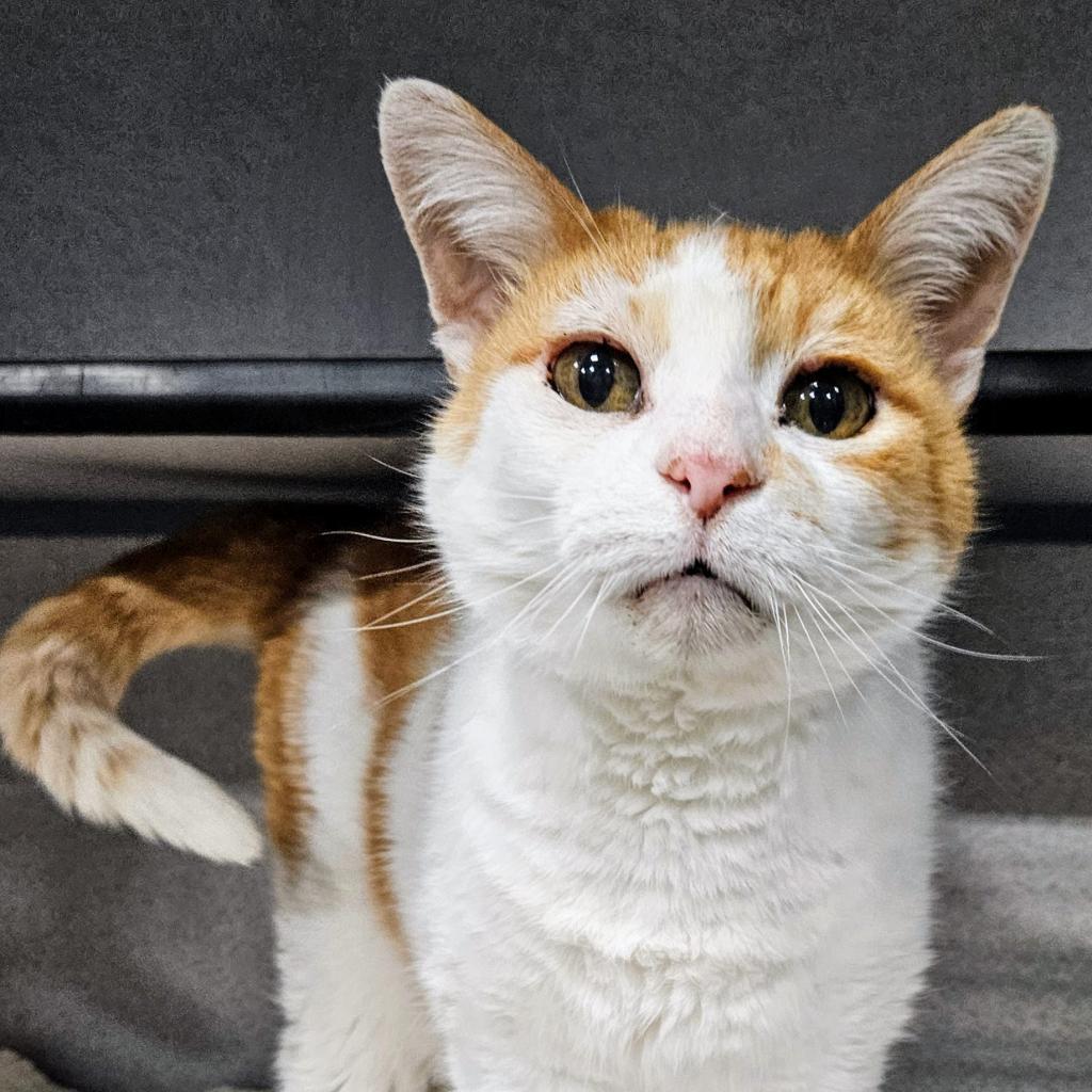 Penny, an adoptable Domestic Short Hair in Sheridan, WY, 82801 | Photo Image 1