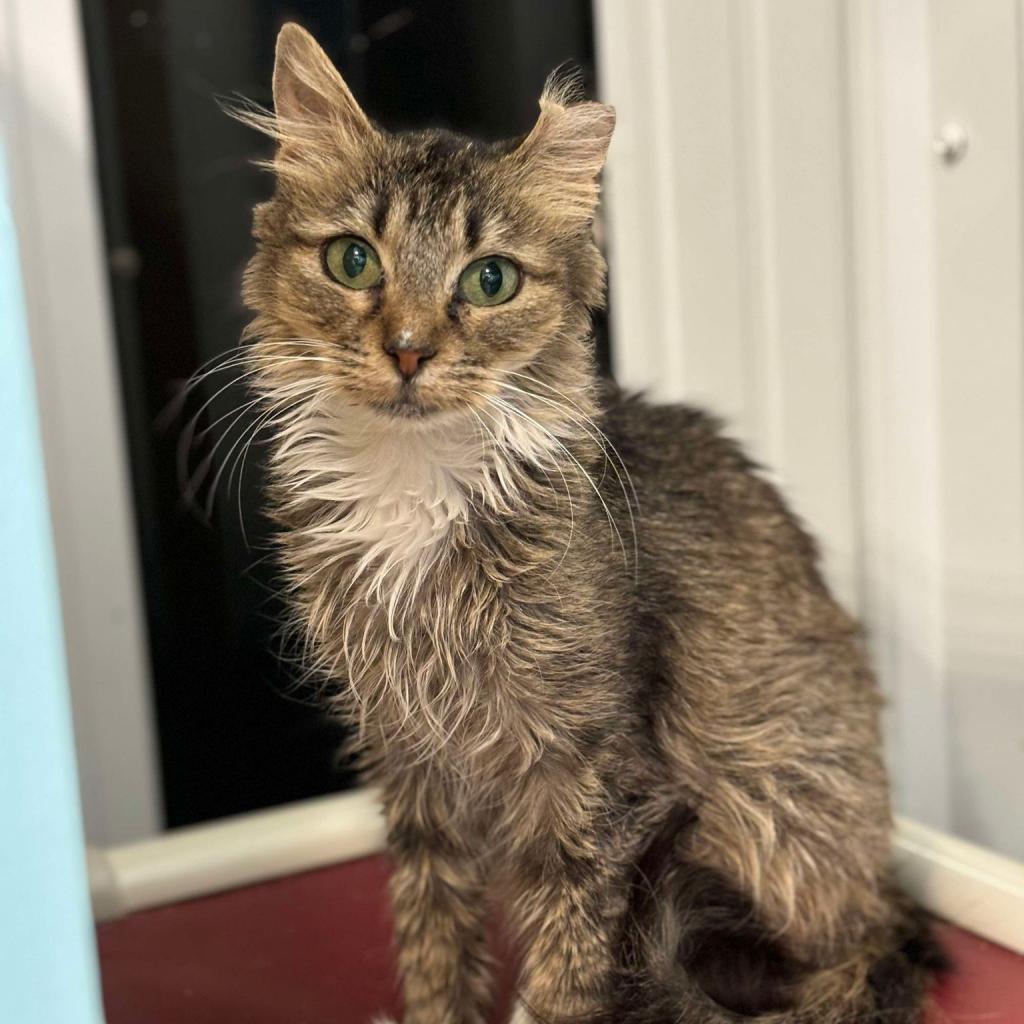 Briar, an adoptable Domestic Long Hair in Sheridan, WY, 82801 | Photo Image 1