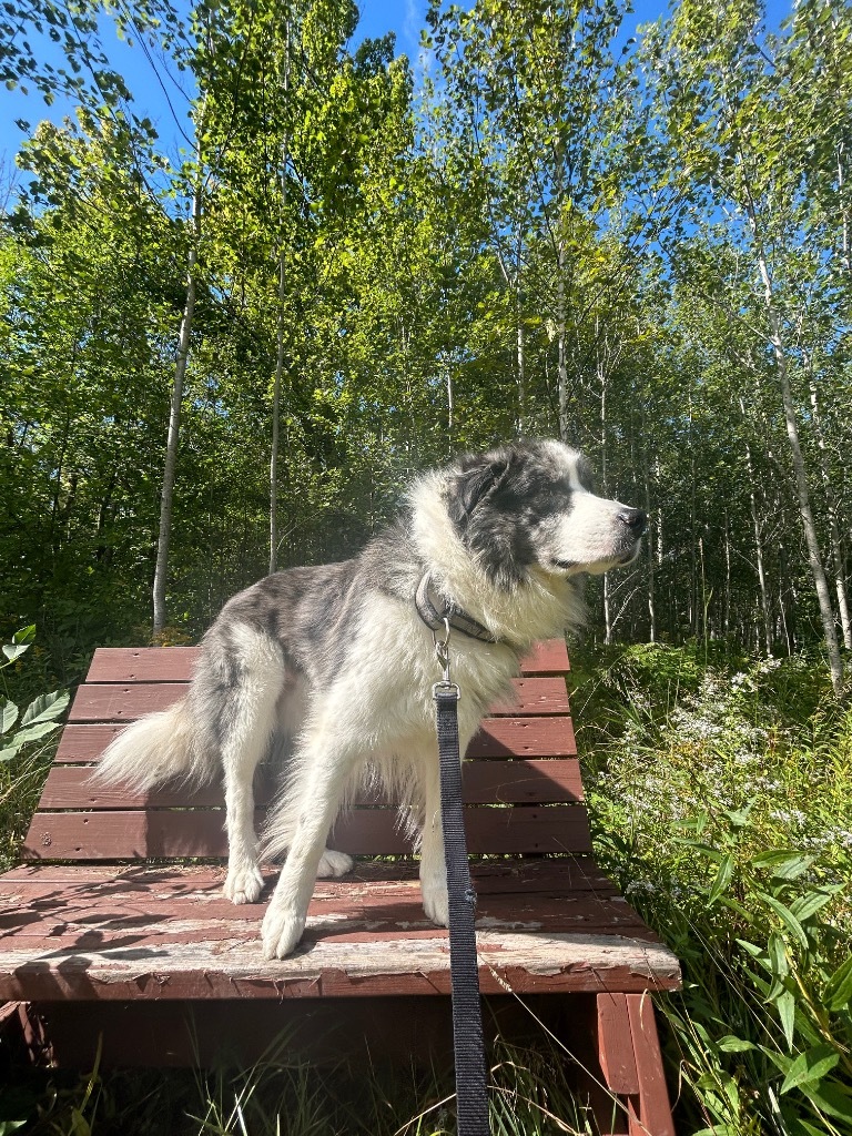 Tonka, an adoptable Australian Shepherd, Great Pyrenees in Ashland, WI, 54806 | Photo Image 1