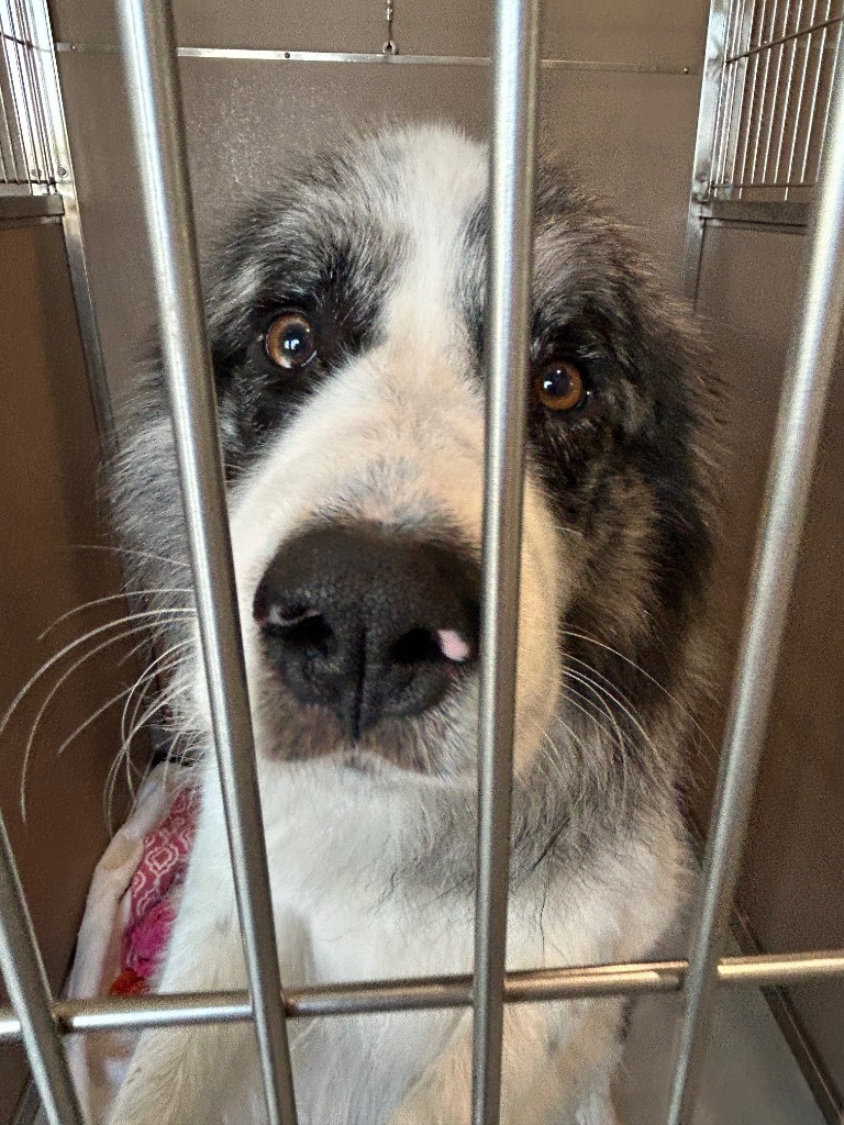 Tonka, an adoptable Australian Shepherd, Great Pyrenees in Ashland, WI, 54806 | Photo Image 2