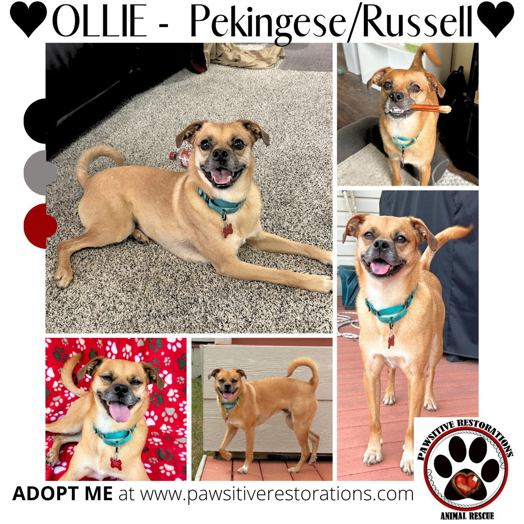 OLLIE, an adoptable Jack Russell Terrier, Pekingese in Aurora, CO, 80016 | Photo Image 1