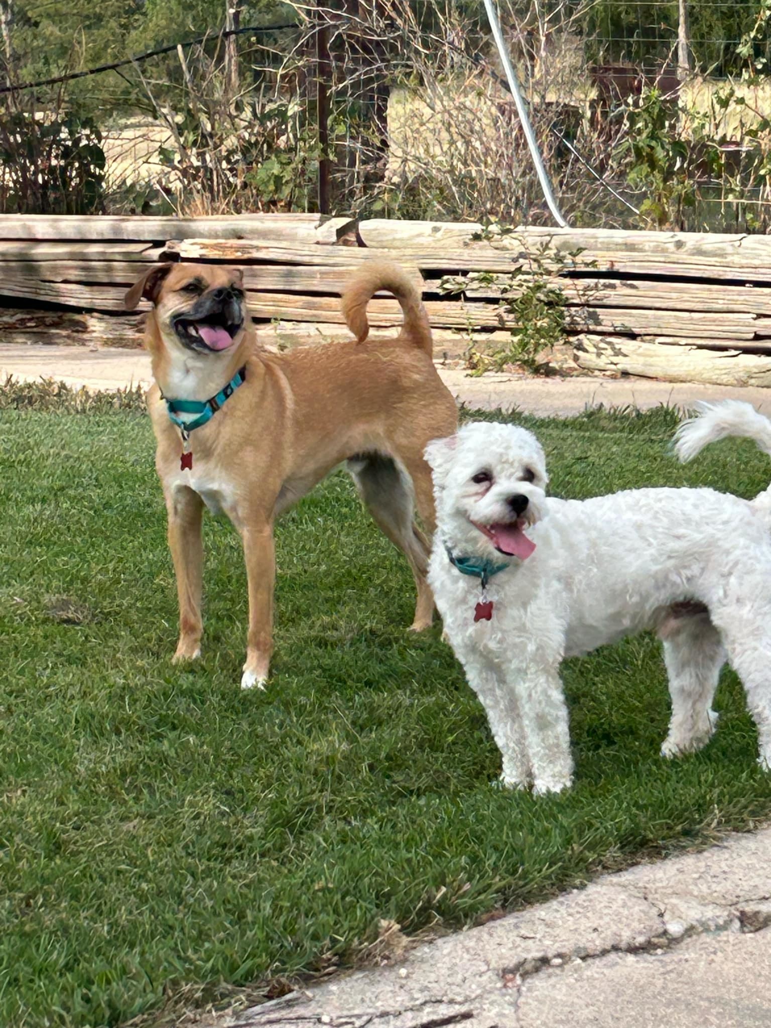 OLLIE, an adoptable Jack Russell Terrier, Pekingese in Aurora, CO, 80016 | Photo Image 2