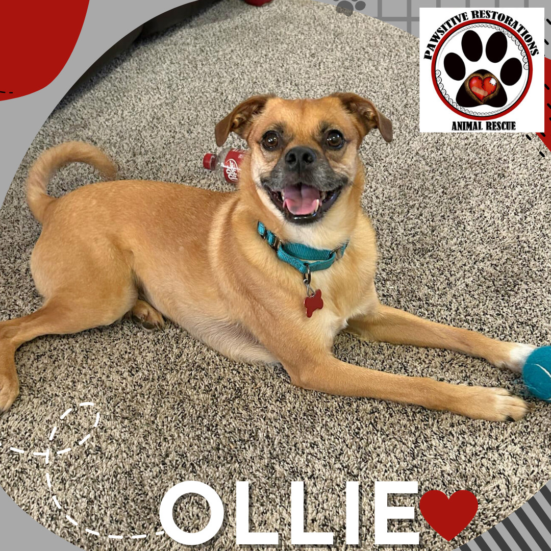 OLLIE, an adoptable Jack Russell Terrier, Pekingese in Aurora, CO, 80016 | Photo Image 3