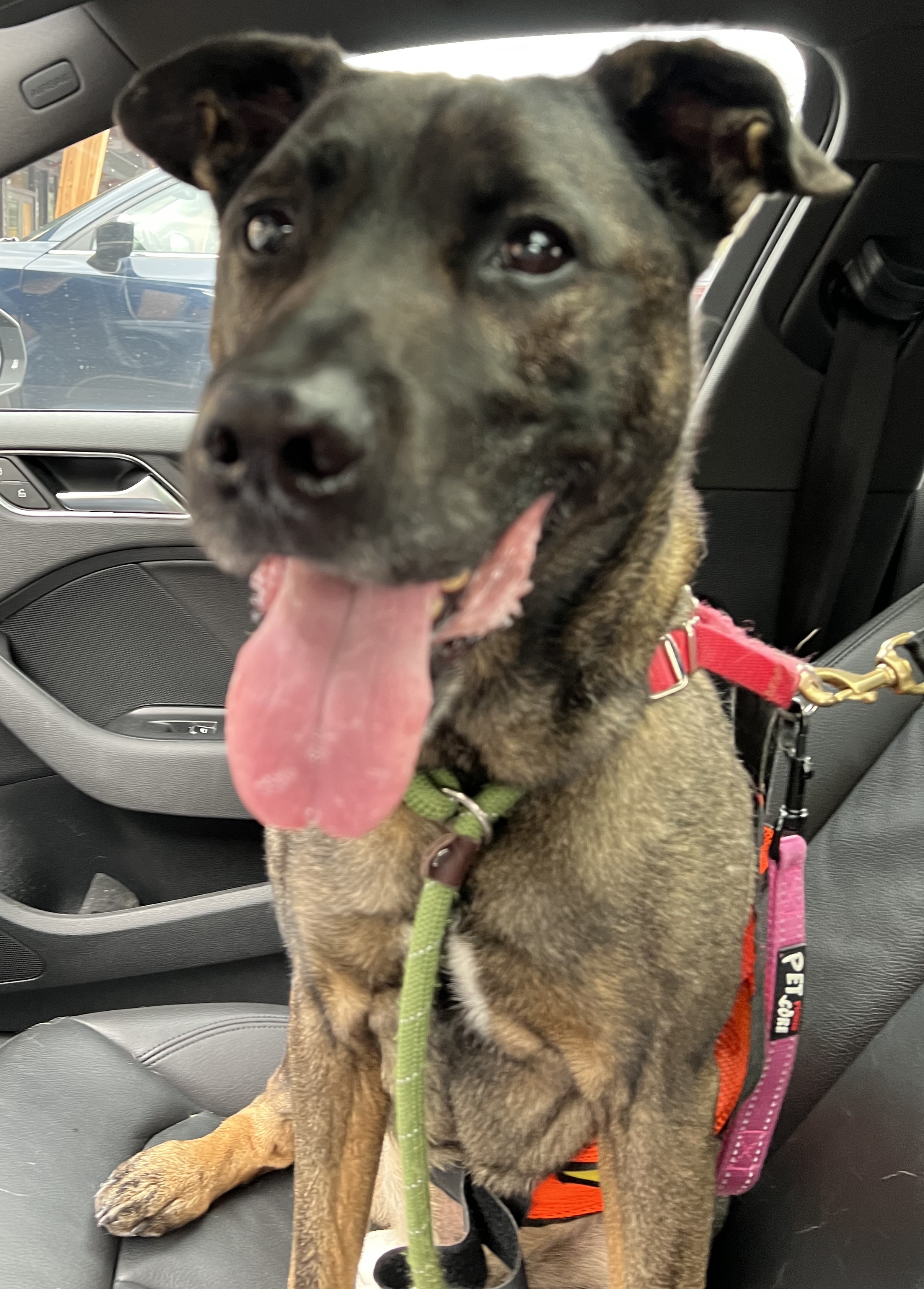 Trooper, an adoptable Norwegian Elkhound, Mixed Breed in Everett, WA, 98201 | Photo Image 1