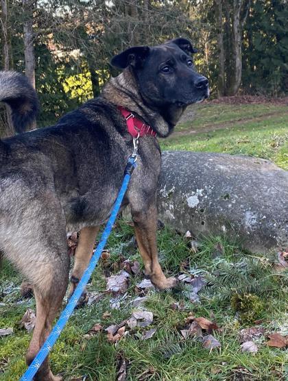 Trooper, an adoptable Norwegian Elkhound, Mixed Breed in Everett, WA, 98201 | Photo Image 1