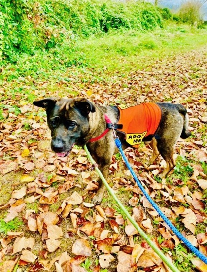 Trooper, an adoptable Norwegian Elkhound, Mixed Breed in Everett, WA, 98201 | Photo Image 2