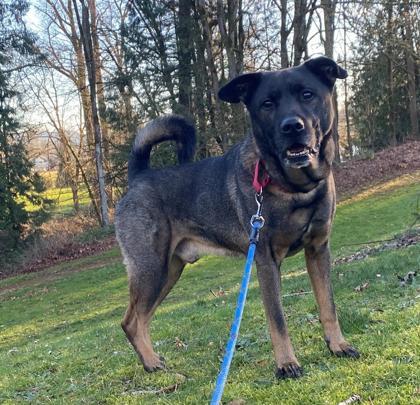 Trooper, an adoptable Norwegian Elkhound, Mixed Breed in Everett, WA, 98201 | Photo Image 2