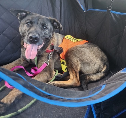 Trooper, an adoptable Norwegian Elkhound, Mixed Breed in Everett, WA, 98201 | Photo Image 3