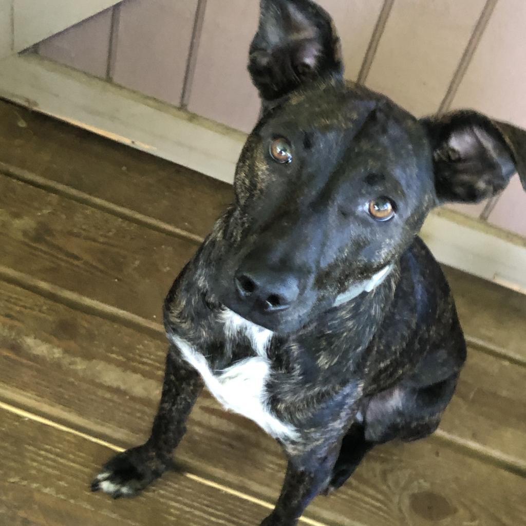 Nila, an adoptable Whippet, Mixed Breed in Keaau, HI, 96749 | Photo Image 1