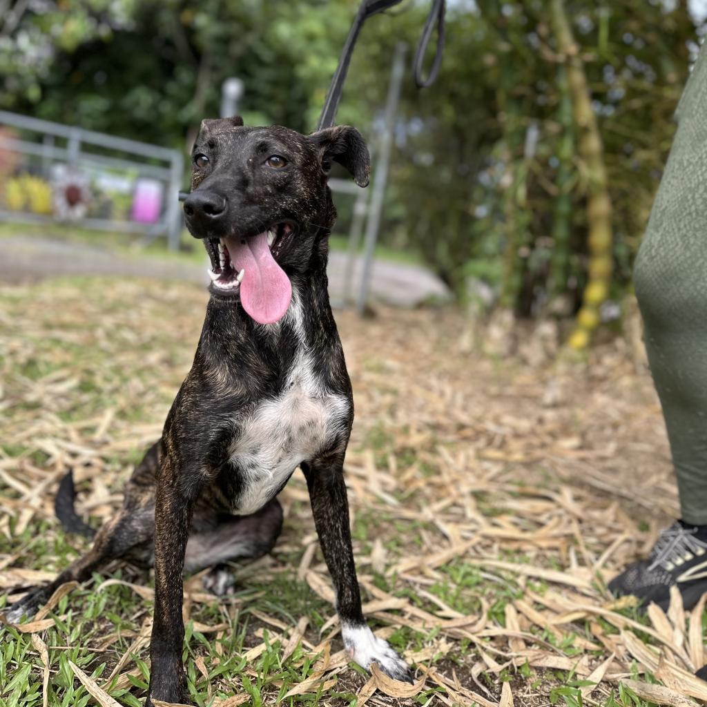 Nila, an adoptable Whippet, Mixed Breed in Keaau, HI, 96749 | Photo Image 2