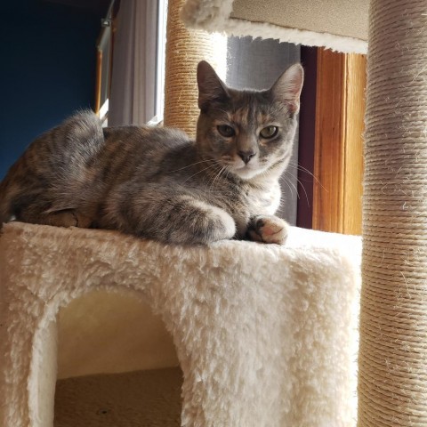 Marigold, an adoptable Domestic Short Hair in Bismarck, ND, 58507 | Photo Image 1