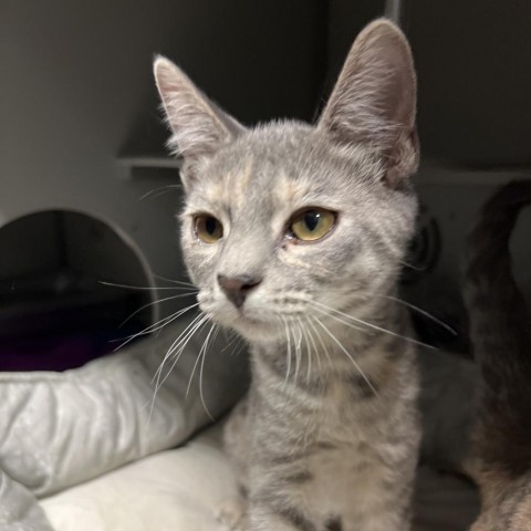 Marigold, an adoptable Domestic Short Hair in Bismarck, ND, 58507 | Photo Image 3