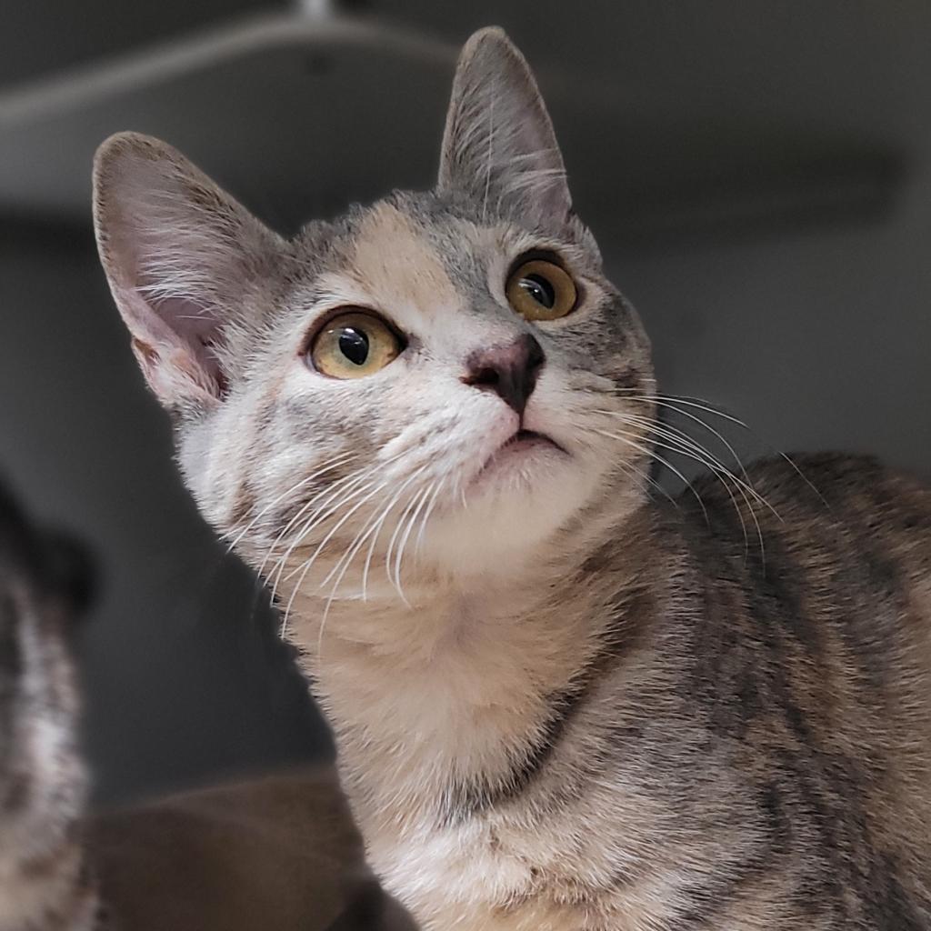 Iris, an adoptable Domestic Short Hair in Bismarck, ND, 58507 | Photo Image 2